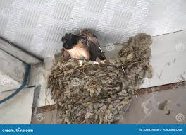 Attēlu rezultāti vaicājumam “Hirundo rustica nest”