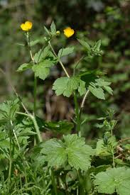 Attēlu rezultāti vaicājumam “Ranunculus lanuginosus bud”