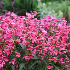 Image result for Penstemon
