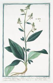 Attēlu rezultāti vaicājumam “Lepidium latifolium leaf”