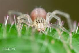 Attēlu rezultāti vaicājumam “Cheiracanthium sp.”