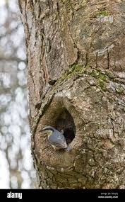 Attēlu rezultāti vaicājumam “Sitta europaea nest”