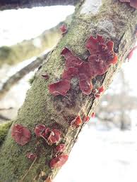 Attēlu rezultāti vaicājumam “Cytidia salicina”