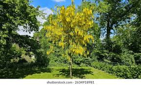 Attēlu rezultāti vaicājumam “Laburnum anagyroides”