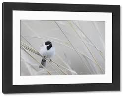 Image result for Emberiza pallasi