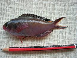 Image result for Mustelus palumbes