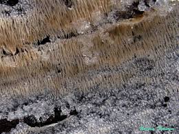 Attēlu rezultāti vaicājumam “Dentipellis fragilis”