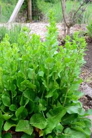 Attēlu rezultāti vaicājumam “Eryngium planum leaf”