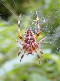 Attēlu rezultāti vaicājumam “Araneus diadematus female”