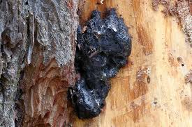 Attēlu rezultāti vaicājumam “Amaurochaete sp.”