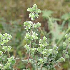 Image result for Majoran