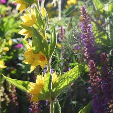 Attēlu rezultāti vaicājumam “Lysimachia punctata flower”