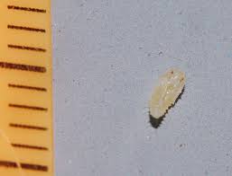 Attēlu rezultāti vaicājumam “Sepedophilus sp.”