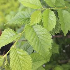 Attēlu rezultāti vaicājumam “Ulmus minor f. suberosa”