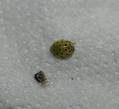 Attēlu rezultāti vaicājumam “Psyllobora vigintiduopunctata”