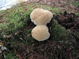 Attēlu rezultāti vaicājumam “Postia ptychogaster”