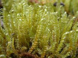 Attēlu rezultāti vaicājumam “Calliergonella cuspidata sporophyte”
