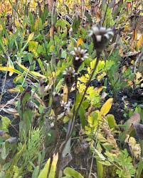 Attēlu rezultāti vaicājumam “Listera cordata fruit”