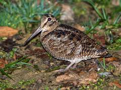 Attēlu rezultāti vaicājumam “Scolopax rusticola juvenile”