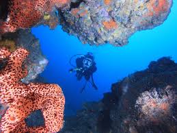 Image result for Exe To Sea Diving