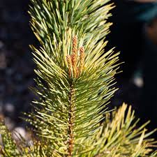 Attēlu rezultāti vaicājumam “Pinus sylvestris leaf”