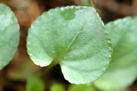 Attēlu rezultāti vaicājumam “Viola riviniana leaf”