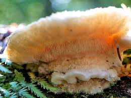 Attēlu rezultāti vaicājumam “Octospora splachnophila spores”