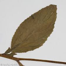 Attēlu rezultāti vaicājumam “Epilobium roseum leaf”