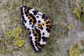 Attēlu rezultāti vaicājumam “Abraxas grossulariata”