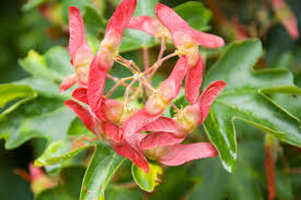 Attēlu rezultāti vaicājumam “Acer campestre flower”