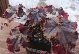 Image result for Heuchera Metallica