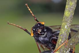 Attēlu rezultāti vaicājumam “Cimbex femoratus imago”