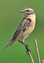 Attēlu rezultāti vaicājumam “Saxicola rubetra adult”