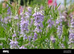 Attēlu rezultāti vaicājumam “Galega orientalis fruit”