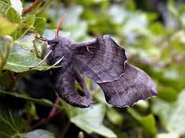 Attēlu rezultāti vaicājumam “Laothoe populi”