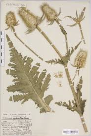 Image result for Dipsacus laciniatus