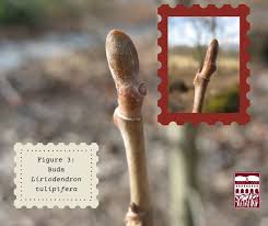 Attēlu rezultāti vaicājumam “Liriodendron tulipifera bud”