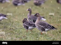 Attēlu rezultāti vaicājumam “Anser serrirostris”