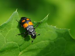 Attēlu rezultāti vaicājumam “Nicrophorus vespilloides”