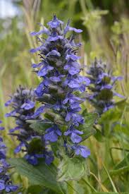 Attēlu rezultāti vaicājumam “Ajuga genevensis leaf”