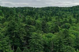 Image result for лес,