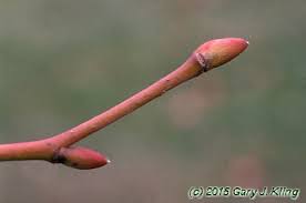 Attēlu rezultāti vaicājumam “Tilia cordata bud”