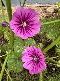 Image result for Malva sylvestris var. mauritiana