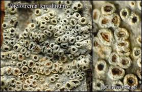 Attēlu rezultāti vaicājumam “Thelotrema lepadinum”