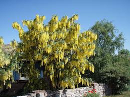 Attēlu rezultāti vaicājumam “Laburnum”