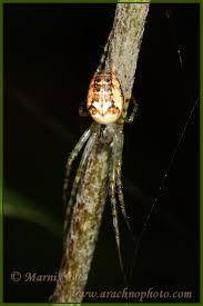 Attēlu rezultāti vaicājumam “Metellina segmentata”