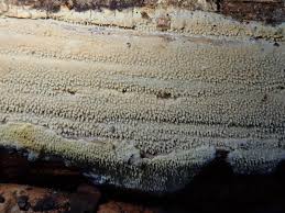 Attēlu rezultāti vaicājumam “Junghuhnia collabens”