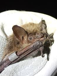 Attēlu rezultāti vaicājumam “Myotis dasycneme”