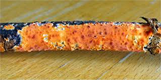 Attēlu rezultāti vaicājumam “Peniophora laurentii”