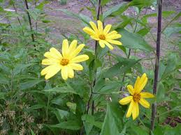 Attēlu rezultāti vaicājumam “Helianthus tuberosus flower”
